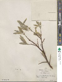 Salix orestera image