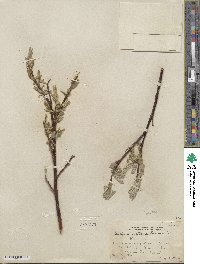 Salix orestera image