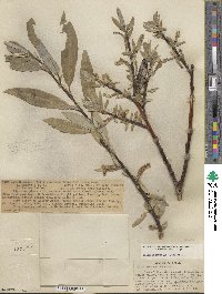 Salix orestera image