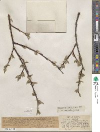 Salix orestera image