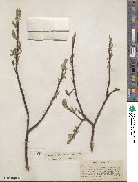 Salix orestera image