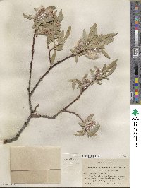 Salix orestera image