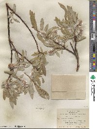 Salix orestera image