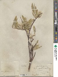 Salix orestera image