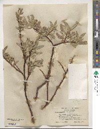 Salix orestera image