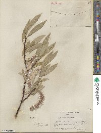 Salix orestera image