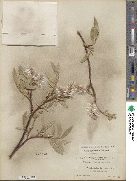 Salix orestera image