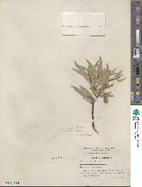 Salix orestera image