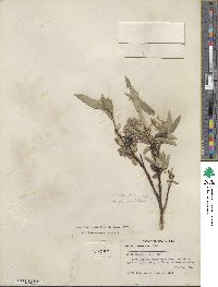 Salix orestera image