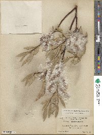 Salix orestera image