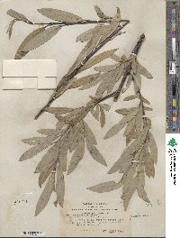 Salix orestera image