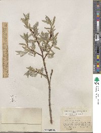 Salix orestera image