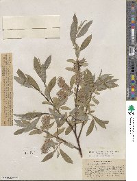 Salix orestera image