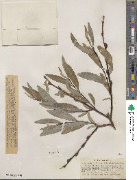 Salix orestera image