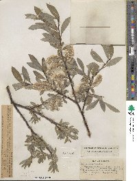 Salix orestera image