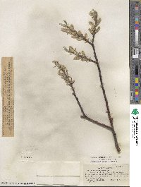 Salix orestera image