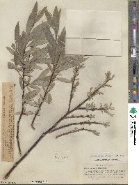 Salix orestera image