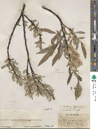 Salix orestera image