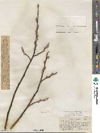 Salix orestera image