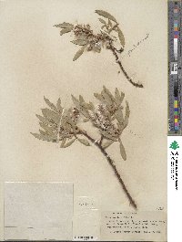 Salix orestera image