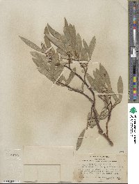 Salix orestera image