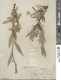 Salix orestera image