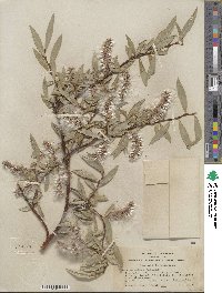 Salix orestera image