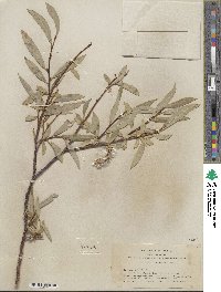 Salix orestera image