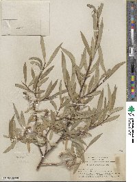 Salix orestera image