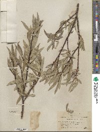 Salix orestera image