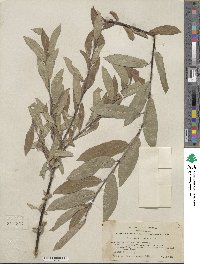 Salix orestera image