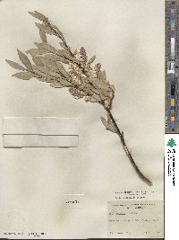 Salix orestera image