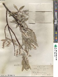 Salix orestera image