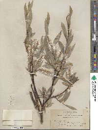 Salix orestera image