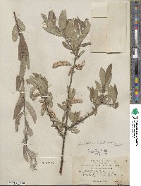 Salix orestera image