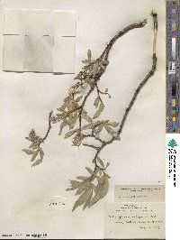 Salix orestera image