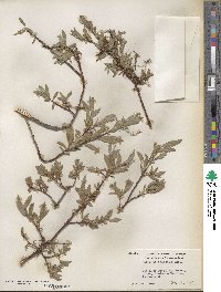 Salix orestera image