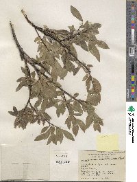 Salix orestera image