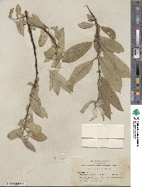 Salix orestera image