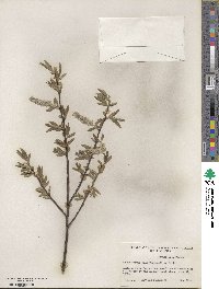 Salix orestera image