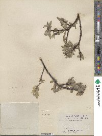 Salix orestera image