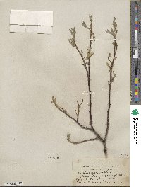 Salix orestera image