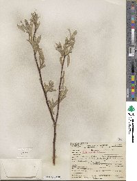 Salix orestera image