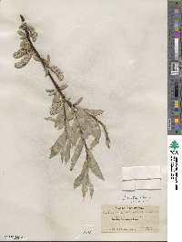 Salix orestera image