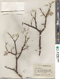 Salix orestera image