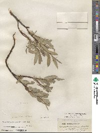 Salix orestera image