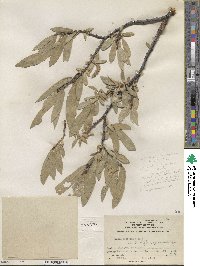 Salix orestera image