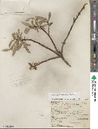 Salix orestera image