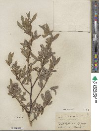 Salix orestera image