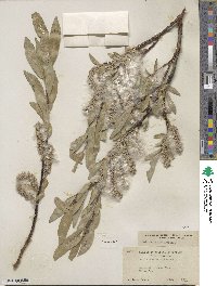 Salix orestera image